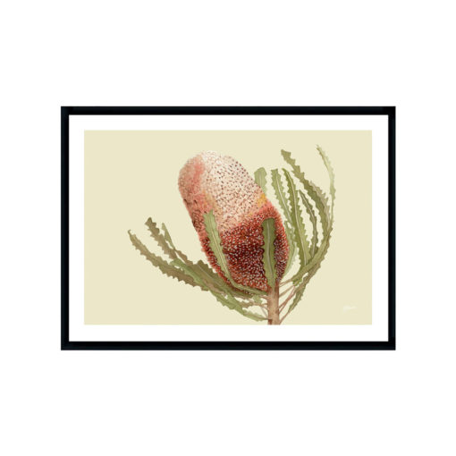 Banksia-Native-Living-Art-Flower-1-in-Pale-Sage-Fine-Art-Black-LWB