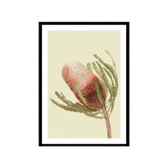 Banksia-Native-Living-Art-Flower-1-in-Pale-Sage-Fine-Art-Black-WB