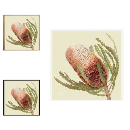 Banksia-Native-Living-Art-Flower-1-in-Pale-Sage-Fine-Art-LifeStyle1