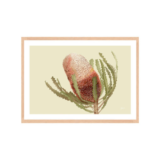 Banksia-Native-Living-Art-Flower-1-in-Pale-Sage-Fine-Art-Natural-LWB