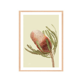 Banksia-Native-Living-Art-Flower-1-in-Pale-Sage-Fine-Art-Natural-WB