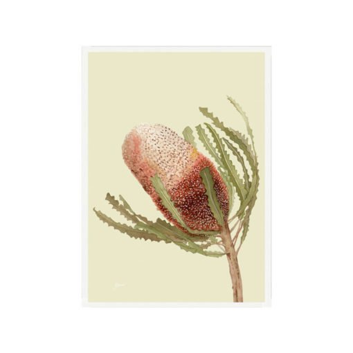 Banksia-Native-Living-Art-Flower-1-in-Pale-Sage-Fine-Art-White