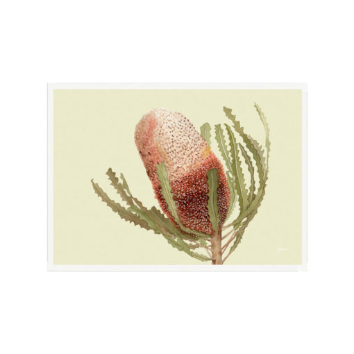 Banksia-Native-Living-Art-Flower-1-in-Pale-Sage-Fine-Art-White-L