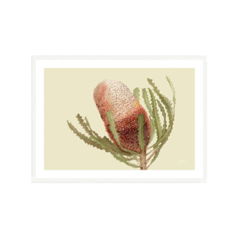 Banksia-Native-Living-Art-Flower-1-in-Pale-Sage-Fine-Art-White-LWB