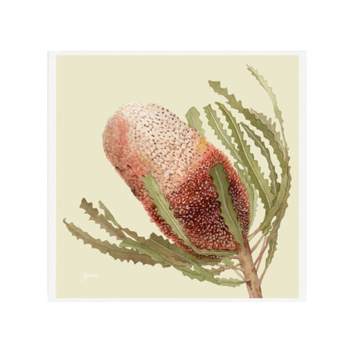 Banksia-Native-Living-Art-Flower-1-in-Pale-Sage-Fine-Art-White-S