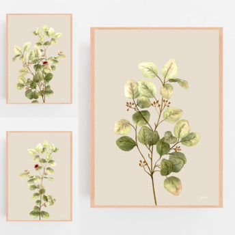 Eucalyptus-Native-Living-1-in-Ivory-Fine-Art-Print-Natural-LifeStyle