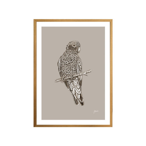 Galah-Australian-Bird-in-Pine-Cone-Fine-Art-Print-Natural