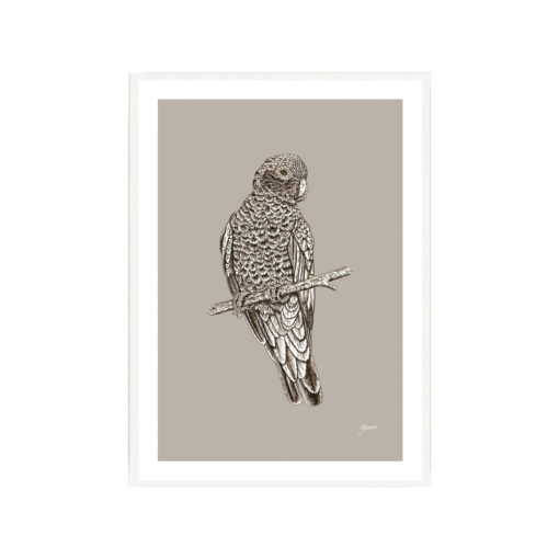 Galah-Australian-Bird-in-Pine-Cone-Fine-Art-Print-White