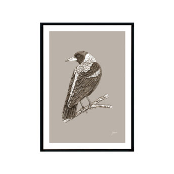 Magpie-Australian-Bird-in-Pine-Cone-Fine-Art-Print-Black