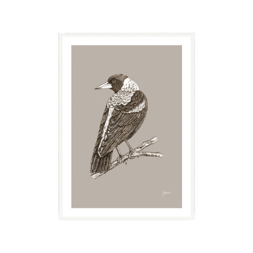 Magpie-Australian-Bird-in-Pine-Cone-Fine-Art-Print-White