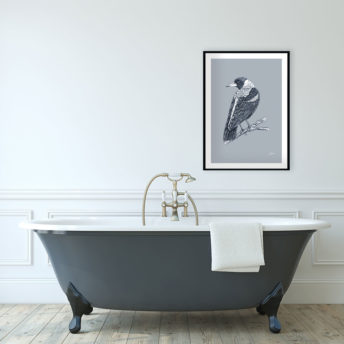 Magpie-Australian-Bird-in-Wedgewood-Blue-Fine-Art-Print-LifeStyle