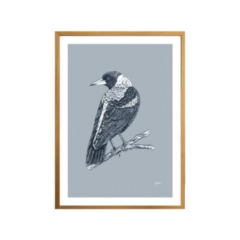 Magpie-Australian-Bird-in-Wedgewood-Blue-Fine-Art-Print-Natural