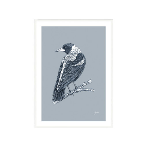 Magpie-Australian-Bird-in-Wedgewood-Blue-Fine-Art-Print-White