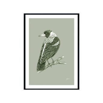 Magpie-Australian-Bird-in-Willow-Green-Fine-Art-Print-Black