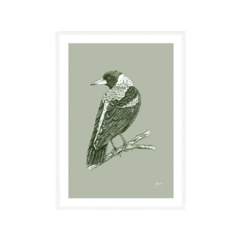 Magpie-Australian-Bird-in-Willow-Green-Fine-Art-Print-White