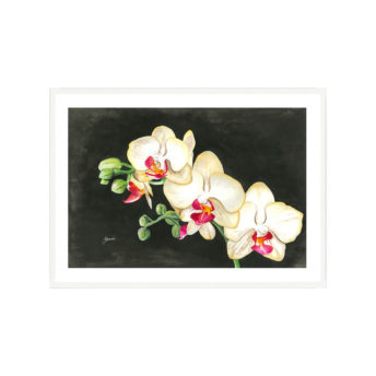 Orchid-Mottled-Black-Living-Fine-Wall-Art-White-w-Border