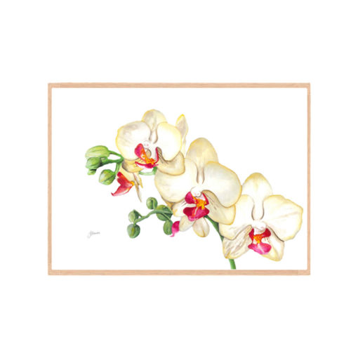 Orchid-White-Living-Fine-Art-Print-Natural