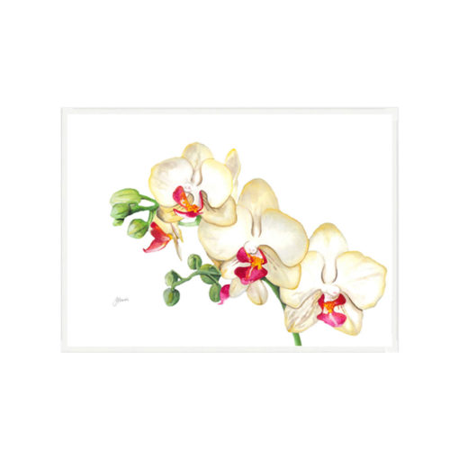 Orchid-White-Living-Fine-Art-Print-White