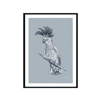 Sulphur-Crested-Cockatoo-Australian-Bird-in-Blue-Fine-Art-Print-Black