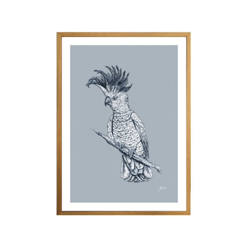 Sulphur-Crested-Cockatoo-Australian-Bird-in-Blue-Fine-Art-Print-Natural