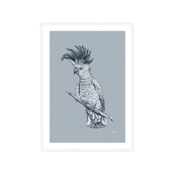 Sulphur-Crested-Cockatoo-Australian-Bird-in-Blue-Fine-Art-Print-White
