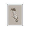 Sulphur-Crested-Cockatoo-Australian-Bird-in-Pine-Cone-Fine-Art-Print-Black