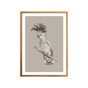 Sulphur-Crested-Cockatoo-Australian-Bird-in-Pine-Cone-Fine-Art-Print-Natural