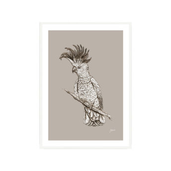 Sulphur-Crested-Cockatoo-Australian-Bird-in-Pine-Cone-Fine-Art-Print-White