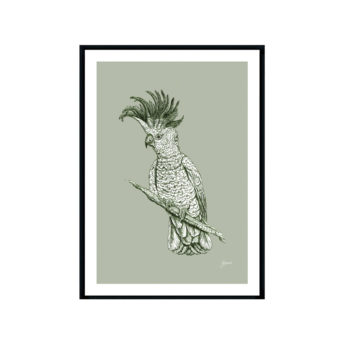 Sulphur-Crested-Cockatoo-Australian-Bird-in-Willow-Green-Fine-Art-Print-Black