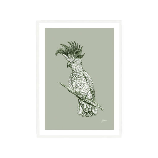 Sulphur-Crested-Cockatoo-Australian-Bird-in-Willow-Green-Fine-Art-Print-White
