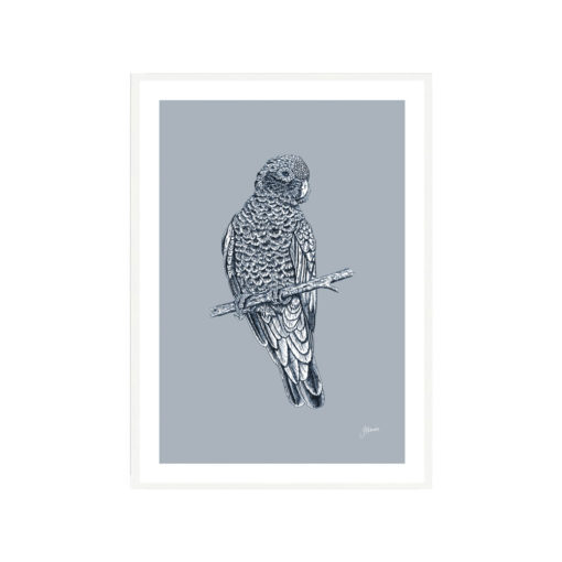 Galah Australian Bird in Wedgewood Blue Fine Art Print White