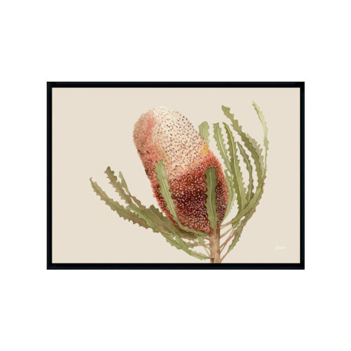 Banksia-Native-Living-Art-Flower-1-in-Ivory-Fine-Art-Black-L