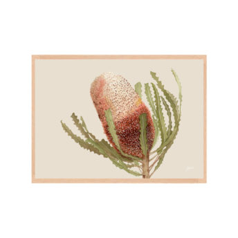 Banksia-Native-Living-Art-Flower-1-in-Ivory-Fine-Art-Natural-L