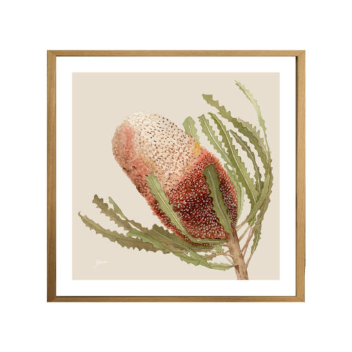Banksia-Native-Living-Art-Flower-1-in-Ivory-Fine-Art-Natural-SWB