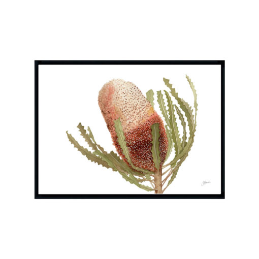 Banksia-Native-Living-Art-Flower-1-in-White-Fine-Art-Black-L
