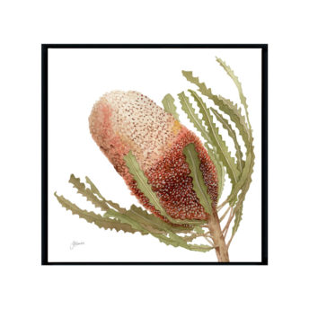 Banksia-Native-Living-Art-Flower-1-in-White-Fine-Art-Black-S