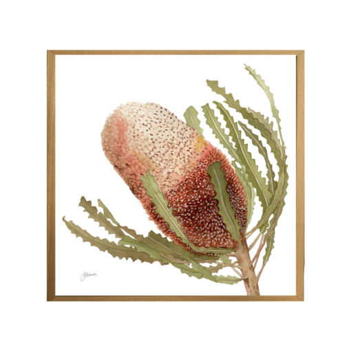 Banksia-Native-Living-Art-Flower-1-in-White-Fine-Art-Natural-S