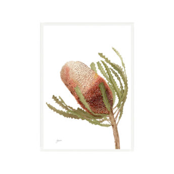 Banksia-Native-Living-Art-Flower-1-in-White-Fine-Art-White