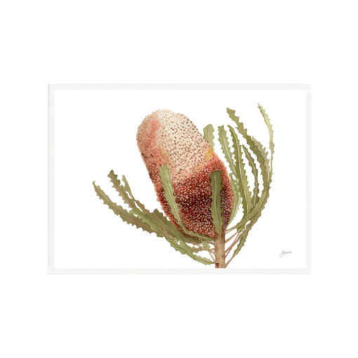 Banksia-Native-Living-Art-Flower-1-in-White-Fine-Art-White-L