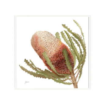 Banksia-Native-Living-Art-Flower-1-in-White-Fine-Art-White-S