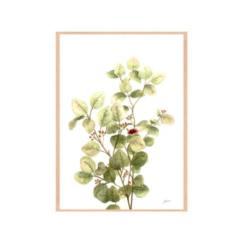 Eucalyptus-Native-Living-3-in-White-Fine-Art-Print-Natural