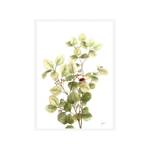 Eucalyptus-Native-Living-3-in-White-Fine-Art-Print-White