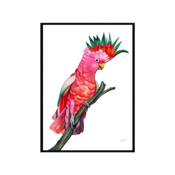 Mardi-the-Colourful-Cockatoo-Fine-Art-Print-Black