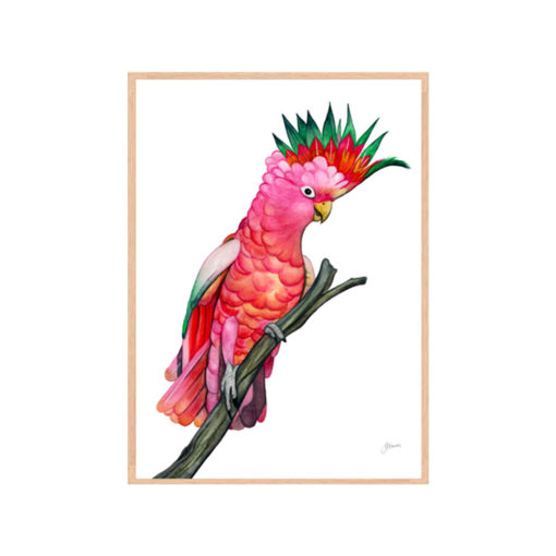 Mardi-the-Colourful-Cockatoo-Fine-Art-Print-Natural