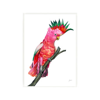 Mardi-the-Colourful-Cockatoo-Fine-Art-Print-White