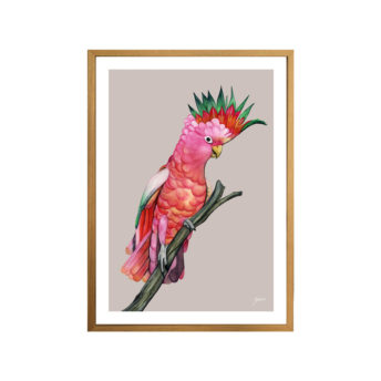 Mardi-the-Colourful-Cockatoo-in-Pale-Slate-Fine-Art-Print-Natural