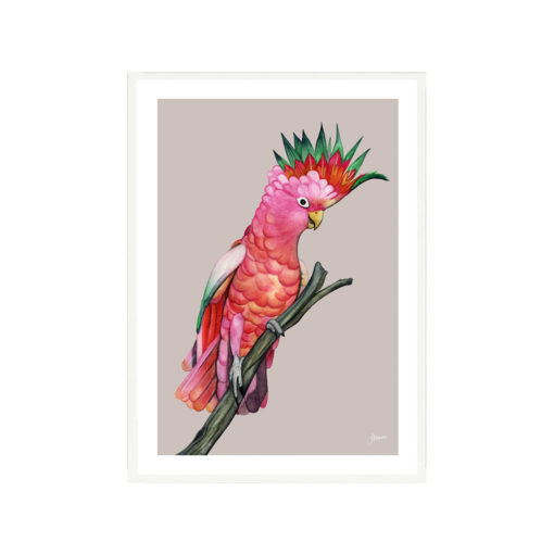 Mardi-the-Colourful-Cockatoo-in-Pale-Slate-Fine-Art-Print-White