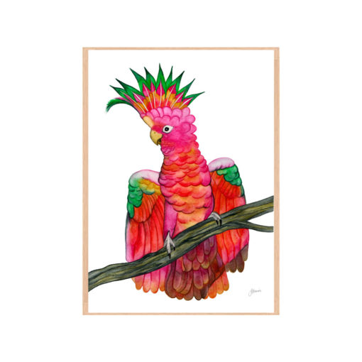 Miranda-the-Colourful-Cockatoo-Fine-Art-Print-Natural