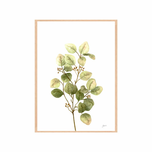 Eucalyptus-Native-Living-1-in-White-Fine-Art-Print-Tas