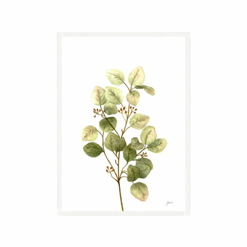 Eucalyptus-Native-Living-1-in-White-Fine-Art-Print-White